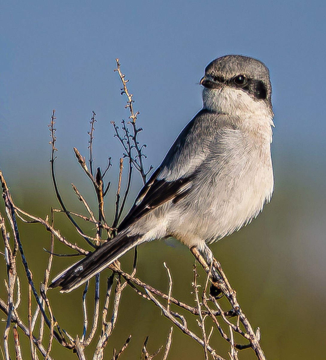 amerikavarsler - ML646620095