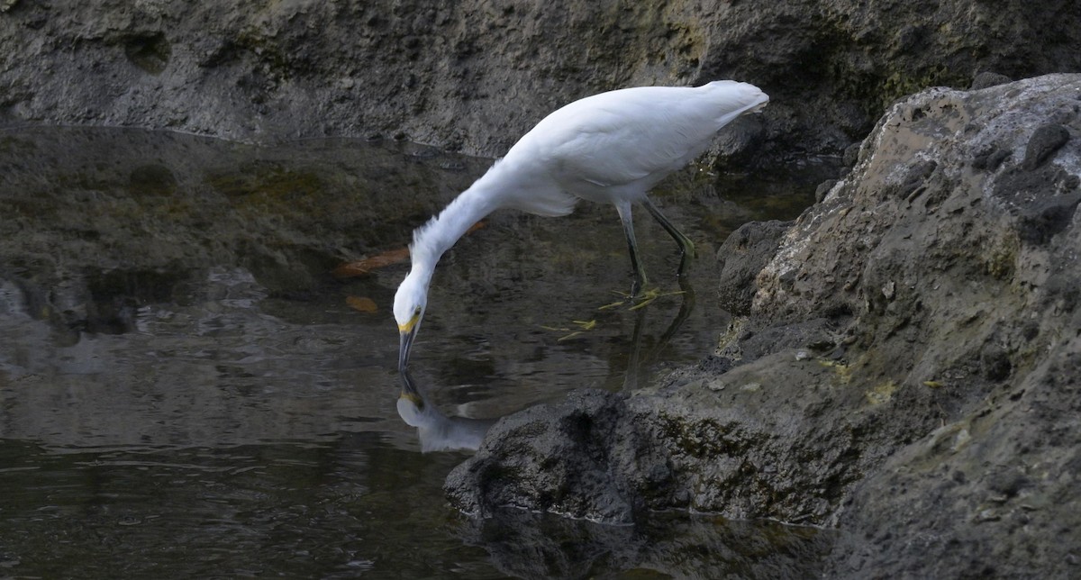 Snowy Egret - ML646620096