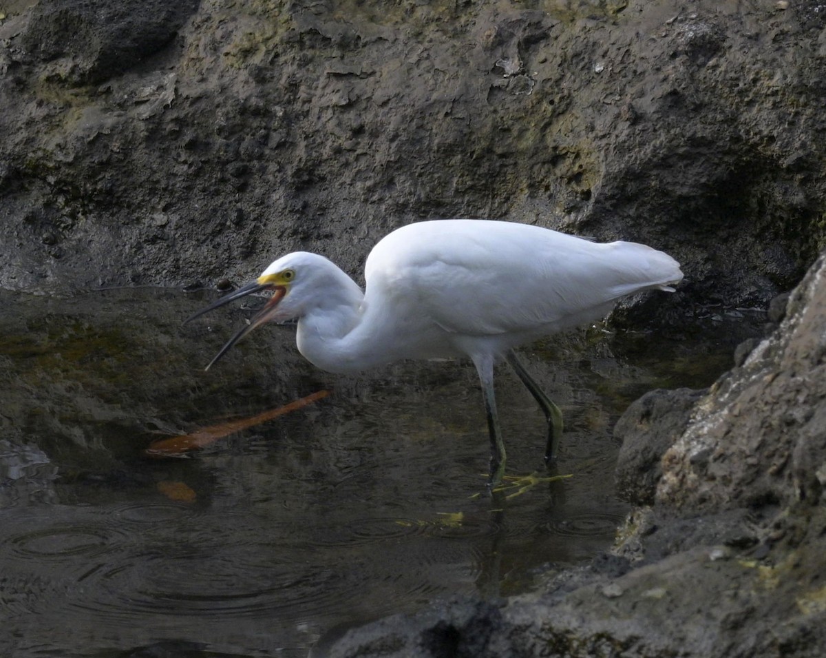Snowy Egret - ML646620100
