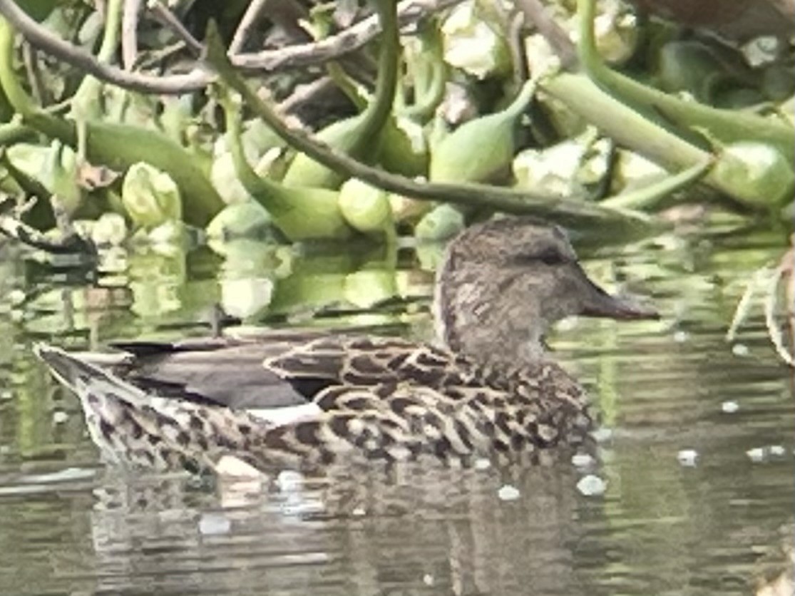 Blue-winged Teal - ML646620101