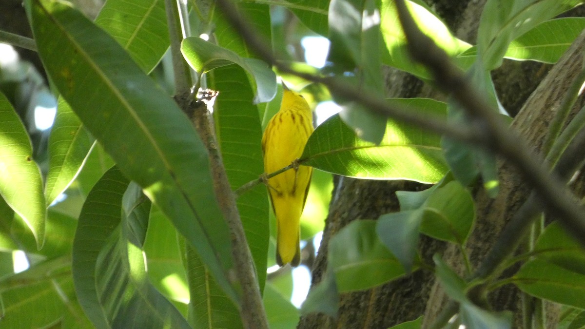Northern Yellow Warbler - ML646620103