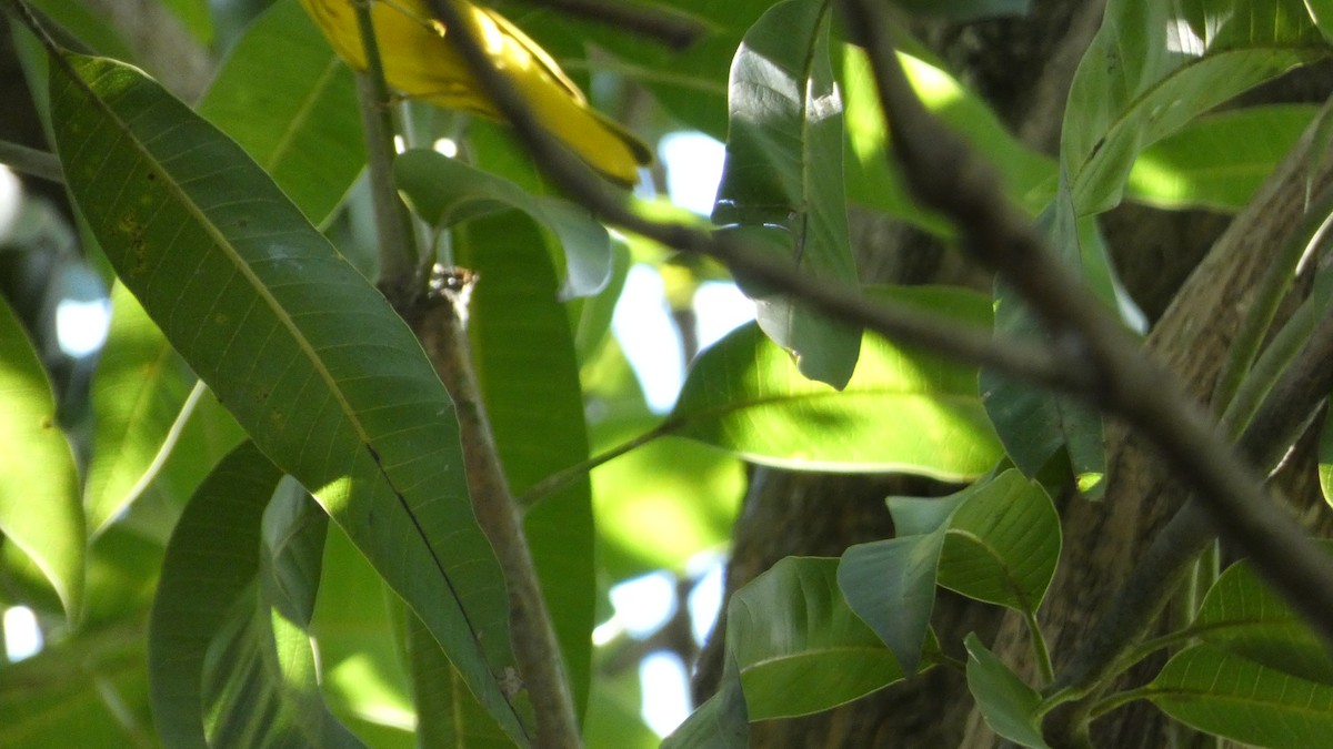 Northern Yellow Warbler - ML646620105