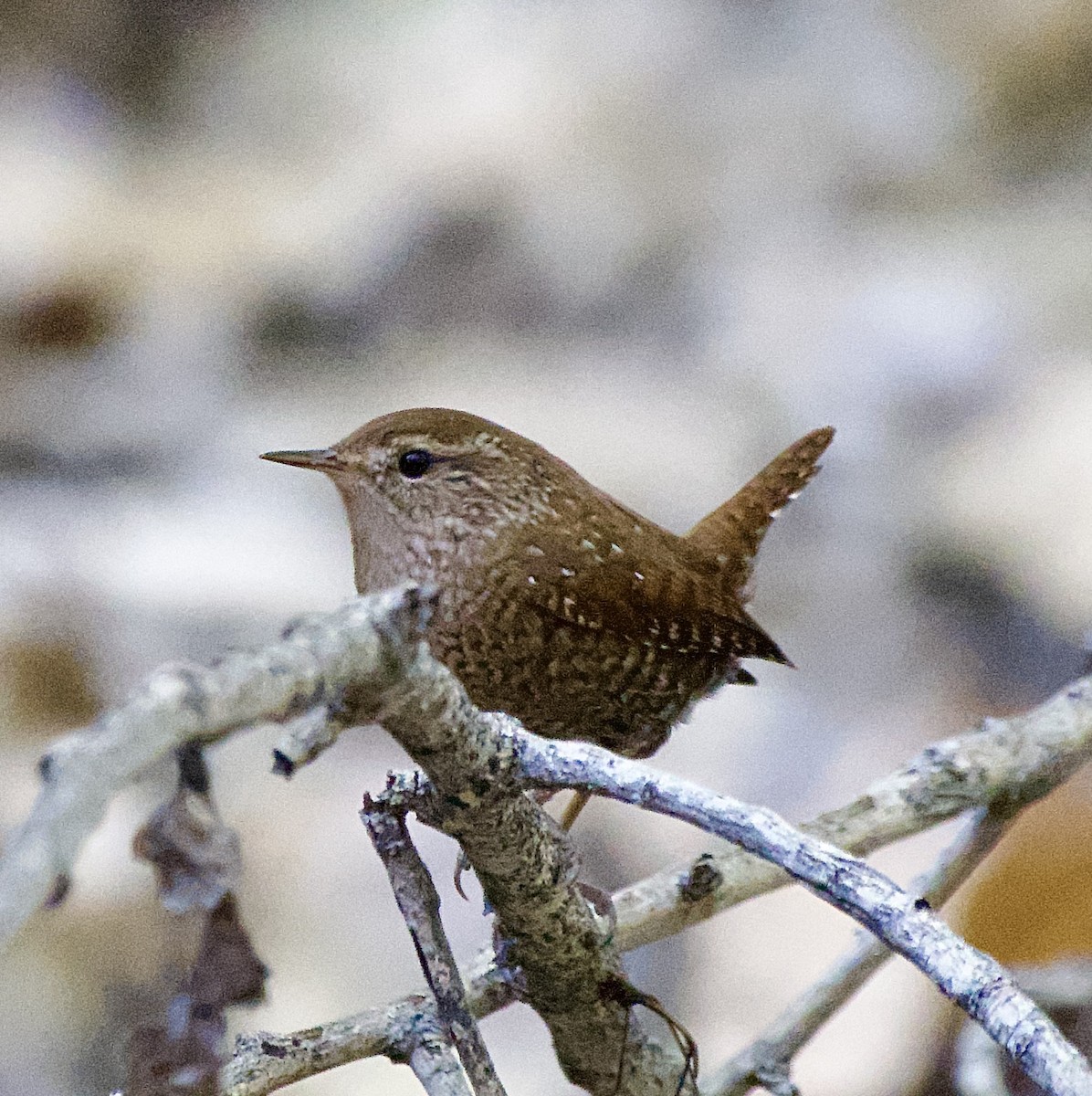 Winter Wren - ML646620107