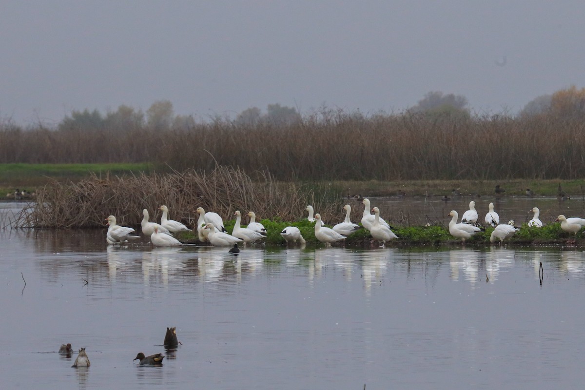 Oca delle nevi - ML646620108