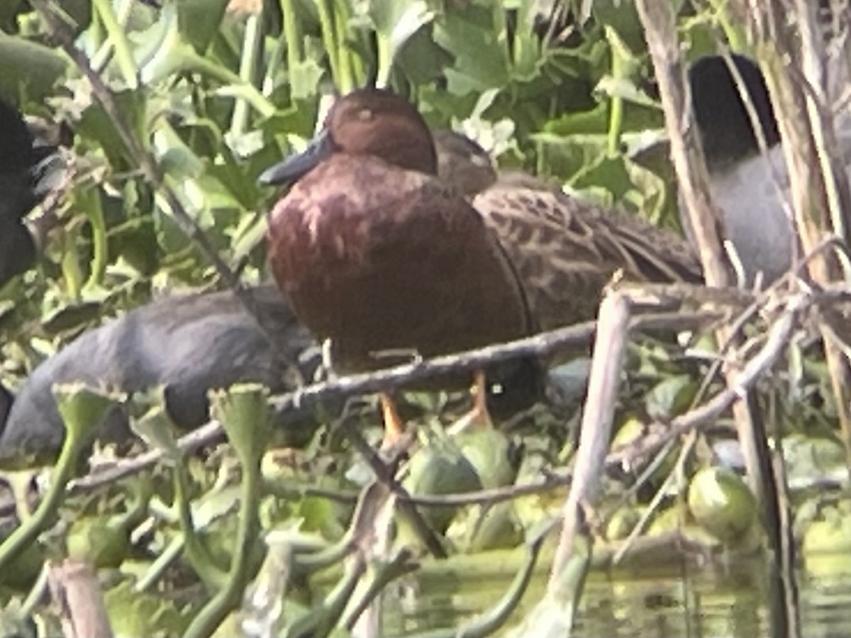 Zimtente - ML646620109