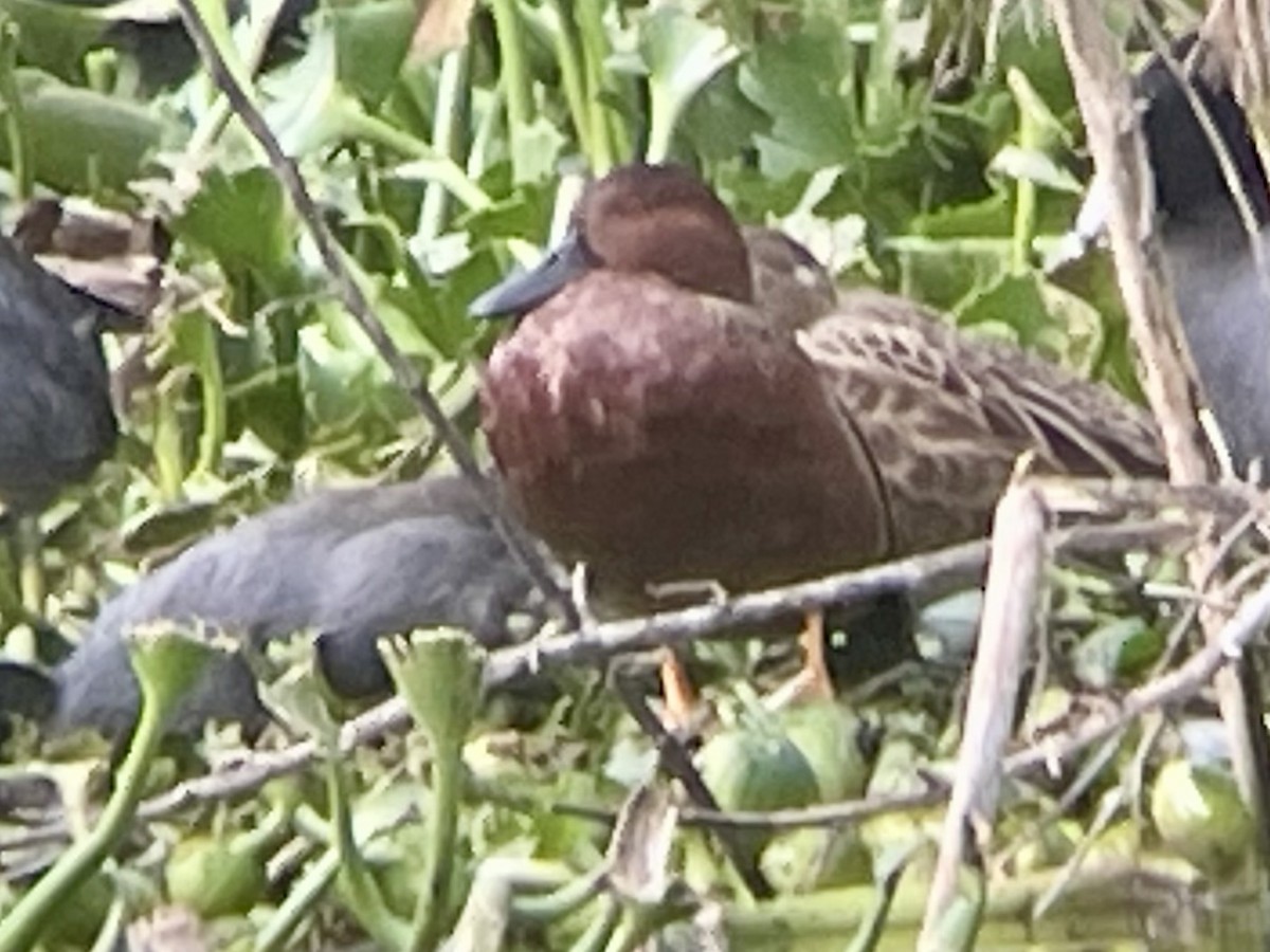 Zimtente - ML646620110