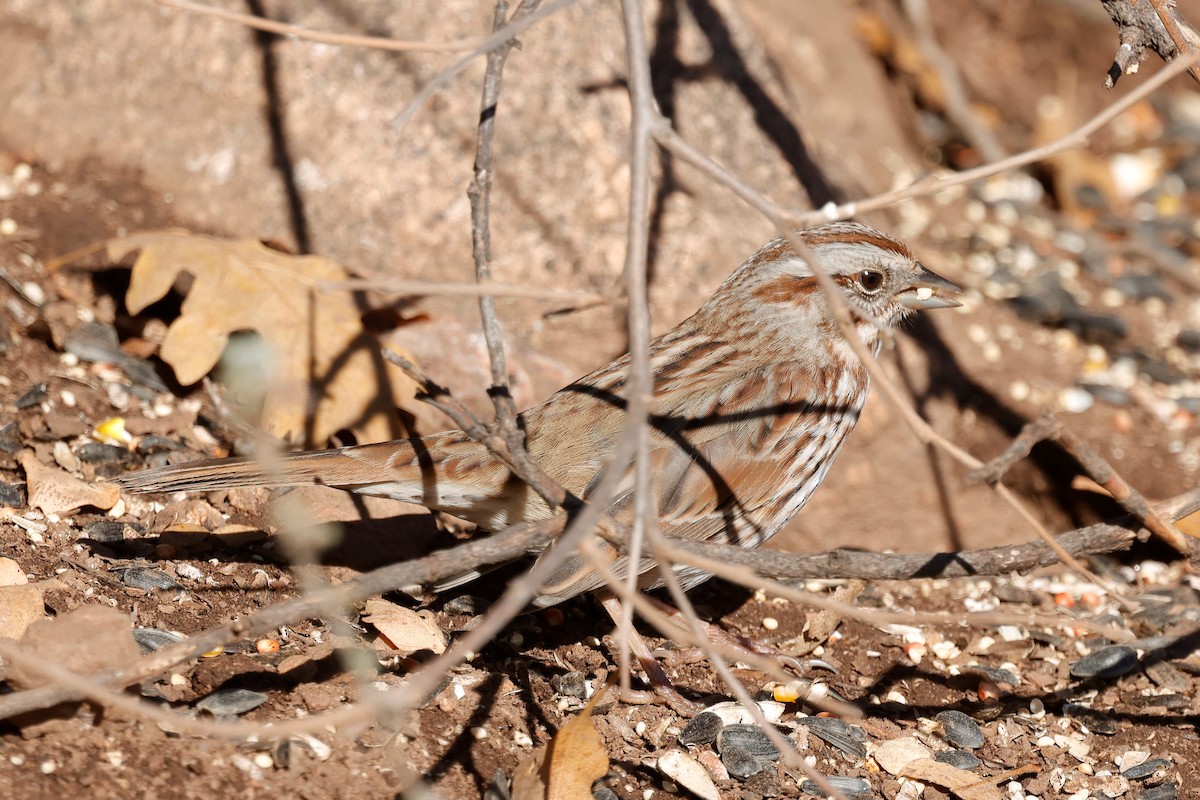 Song Sparrow - ML646620112