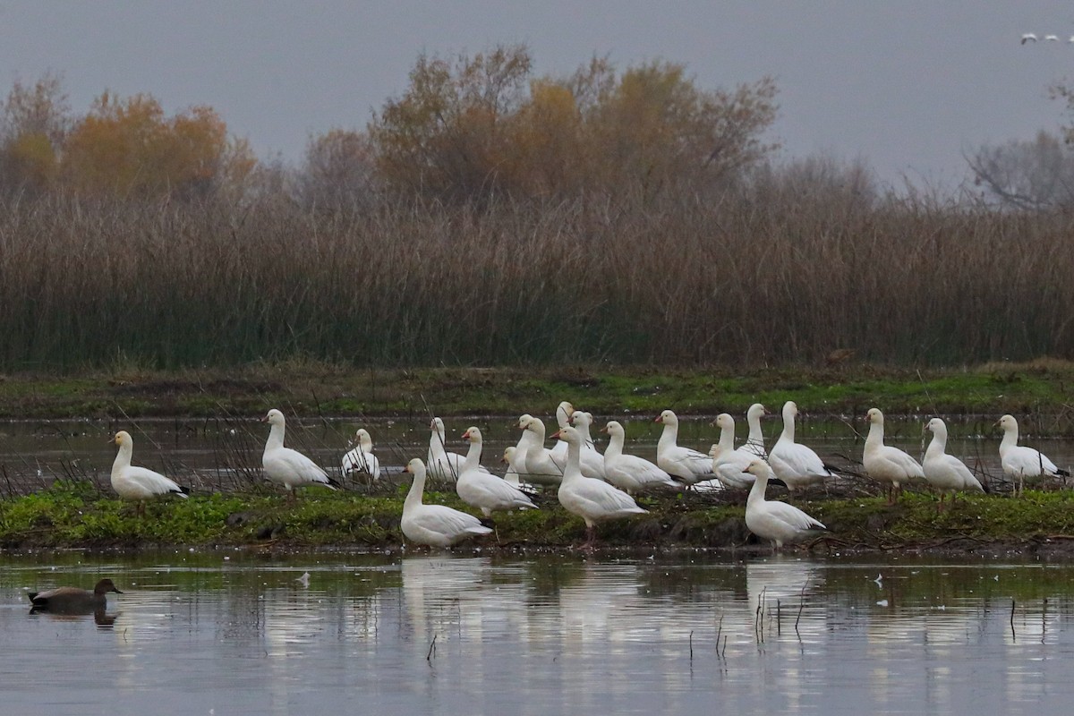 Ross's Goose - ML646620113