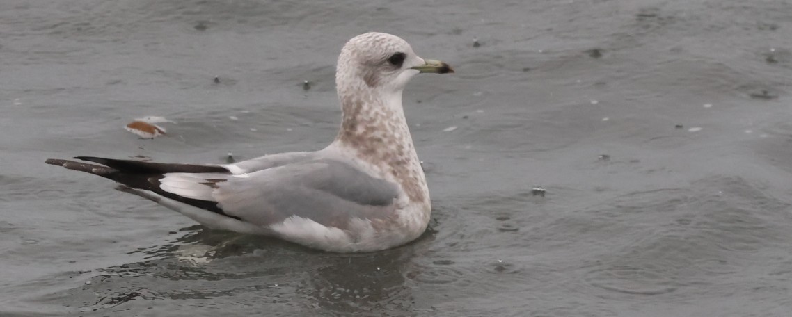 Short-billed Gull - ML646620114