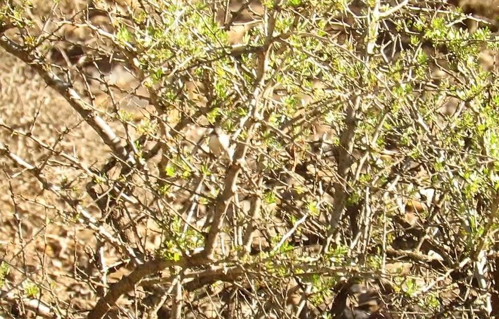 Txinbo papargorrizta iberiarra - ML646620115