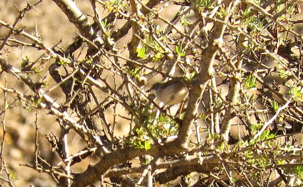 Txinbo papargorrizta iberiarra - ML646620116