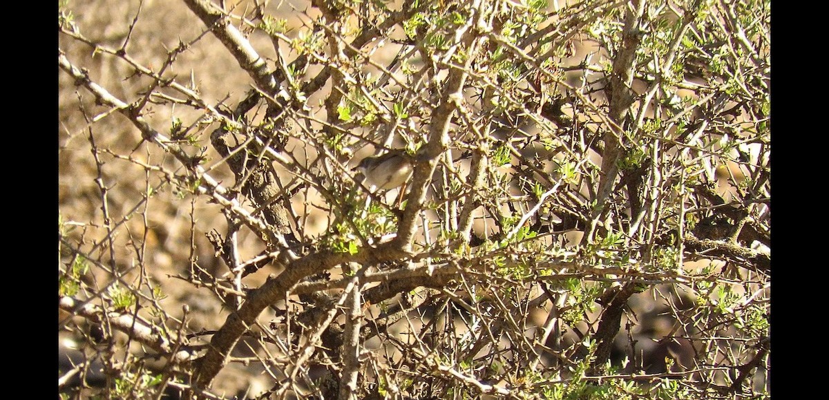 Txinbo papargorrizta iberiarra - ML646620117