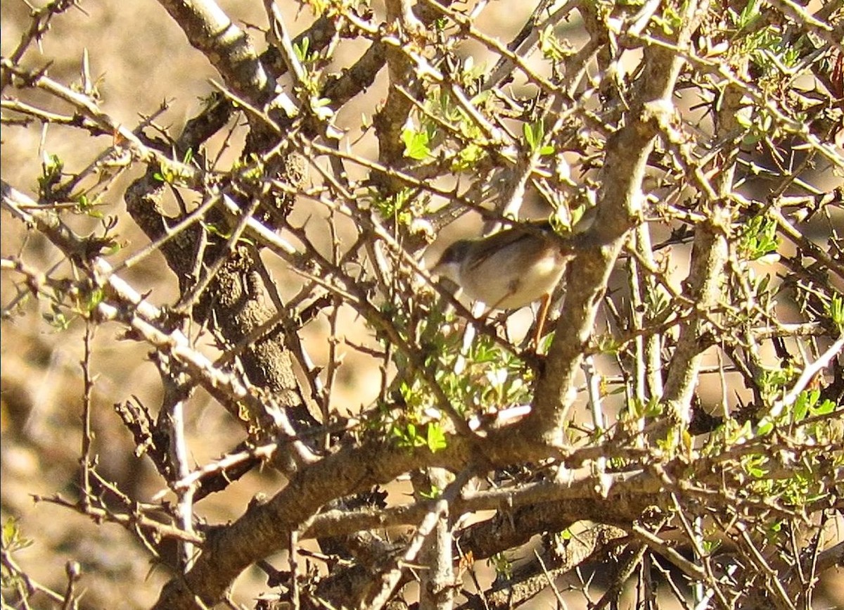 Txinbo papargorrizta iberiarra - ML646620118