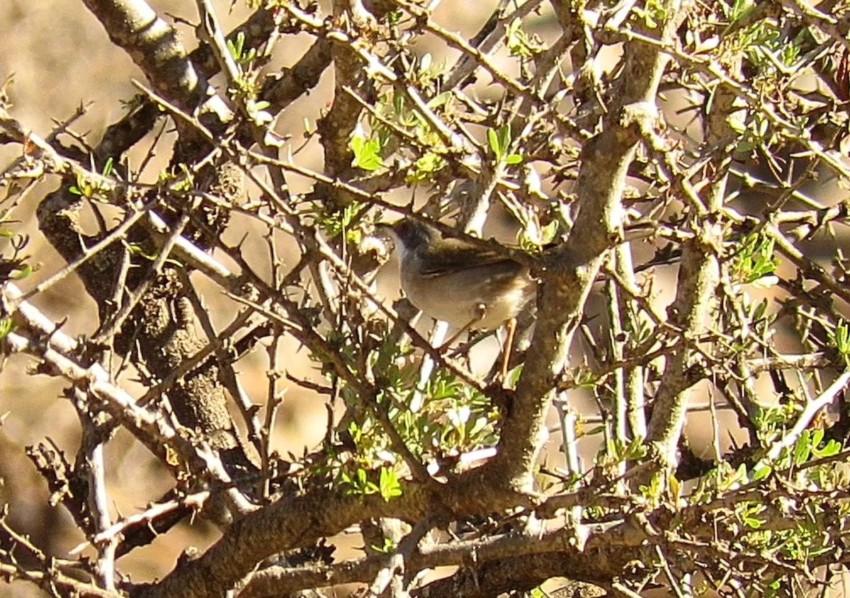 Txinbo papargorrizta iberiarra - ML646620119