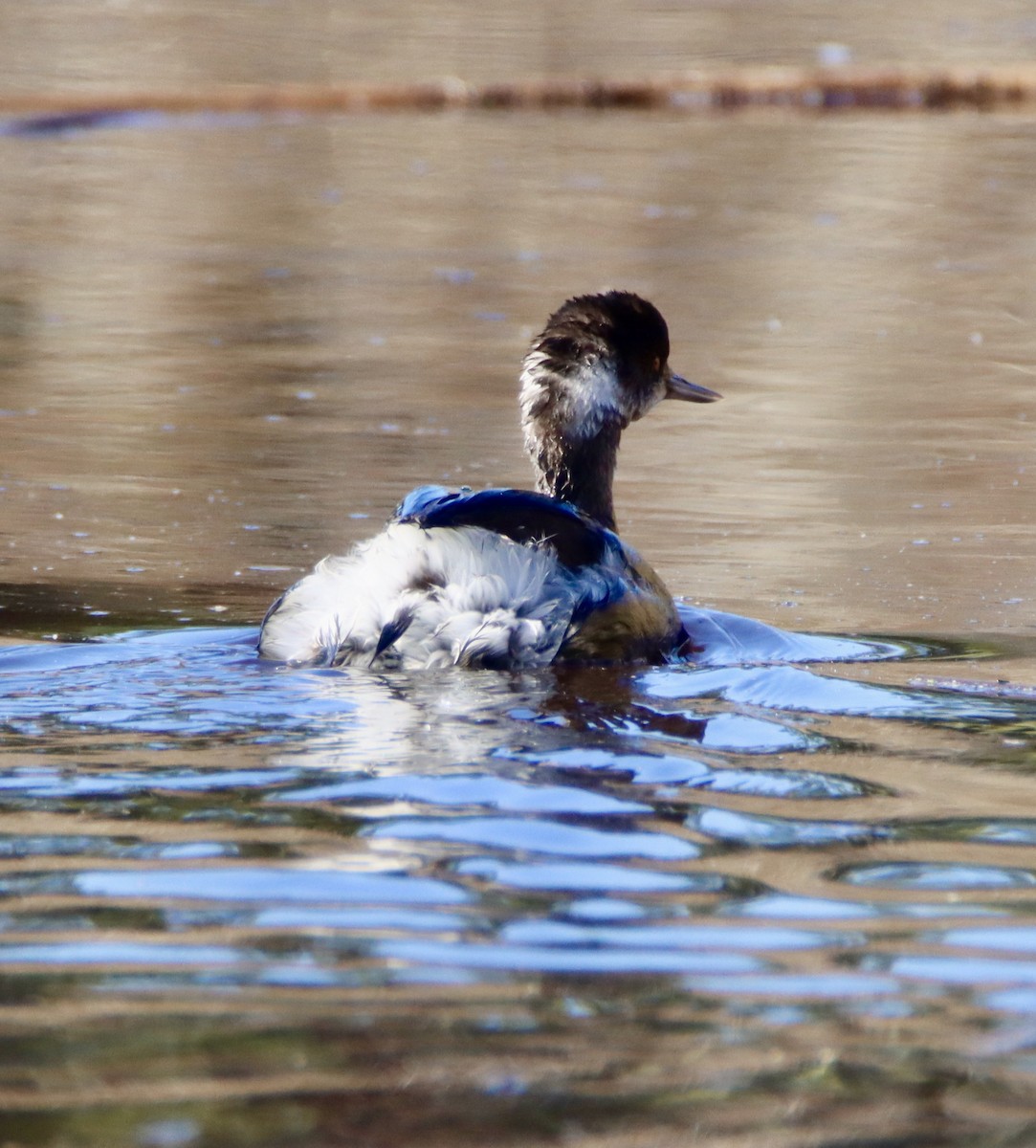 Grèbe à cou noir - ML646620120