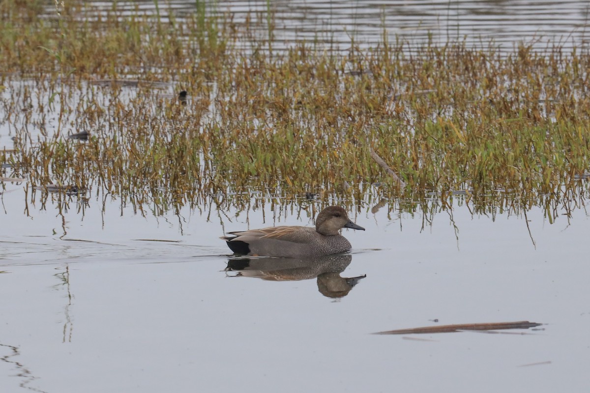 Canapiglia - ML646620122