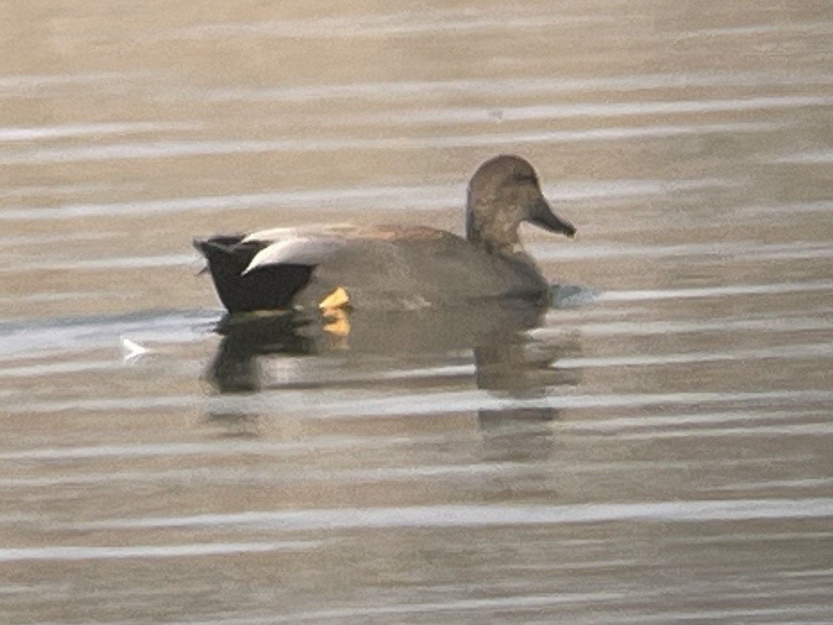 Schnatterente - ML646620124