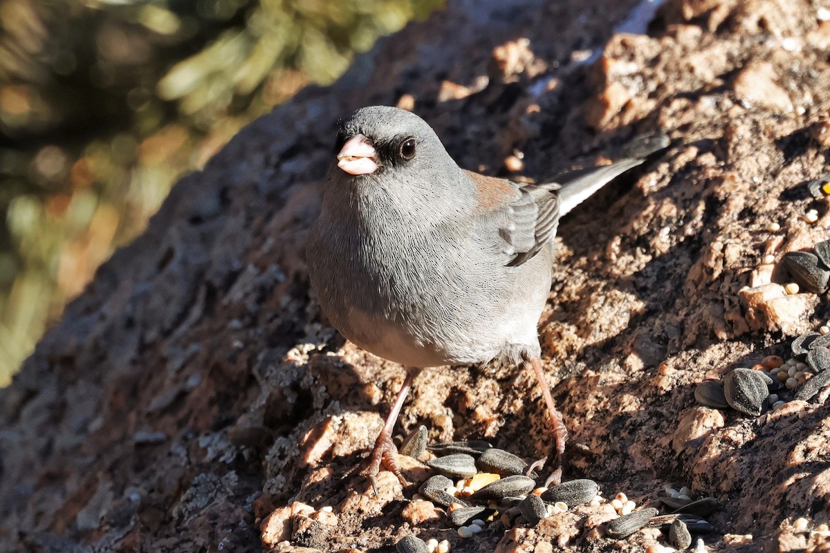 strnadec zimní (ssp. caniceps) - ML646620125