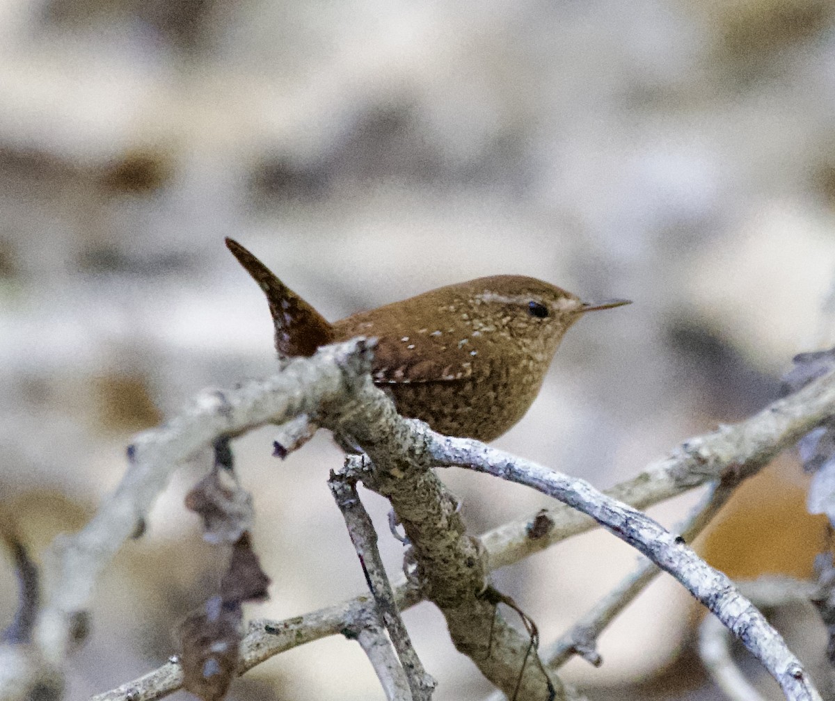 Winter Wren - ML646620126
