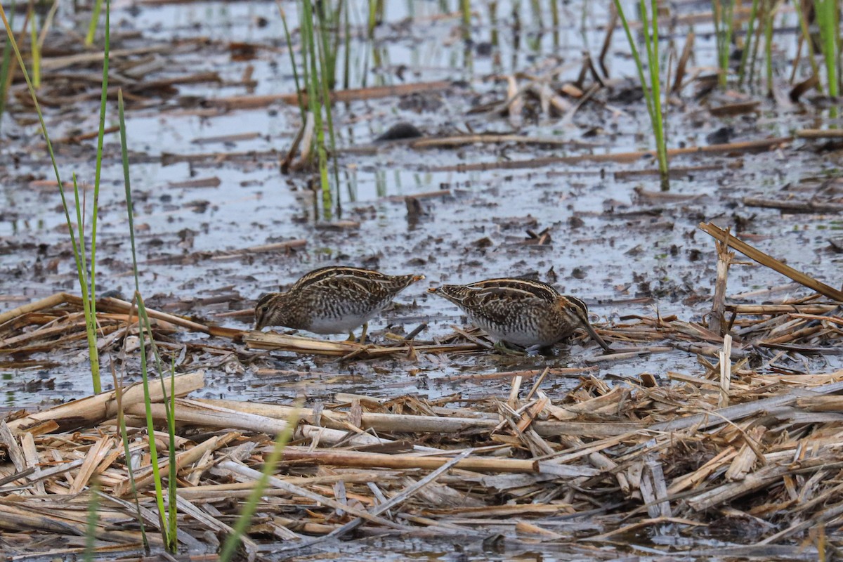 Wilson's Snipe - ML646620127