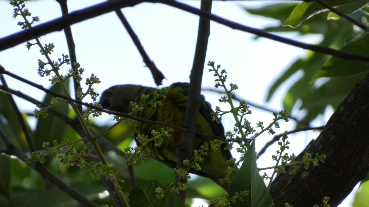 aratinga hnědohrdlý - ML646620130