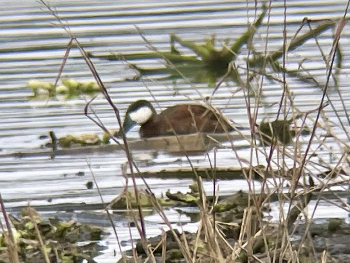 Schwarzkopf-Ruderente - ML646620131