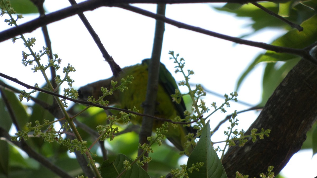 aratinga hnědohrdlý - ML646620132