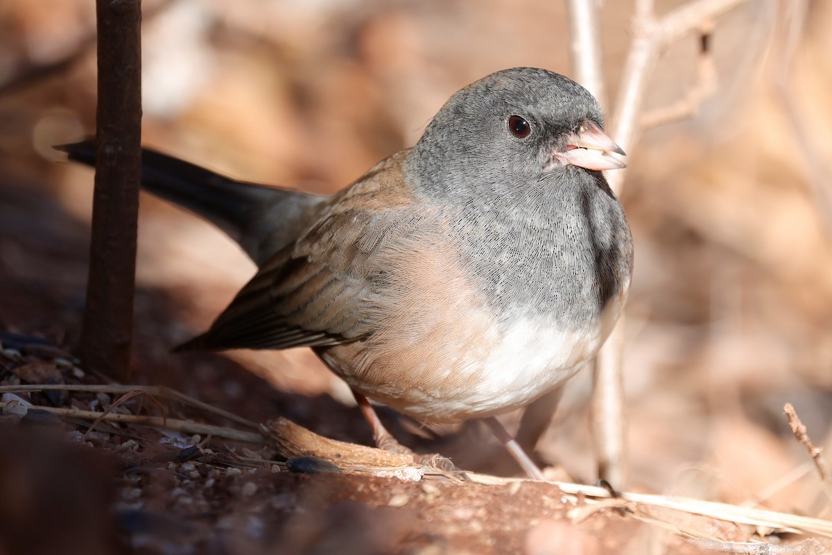 strnadec zimní (ssp. mearnsi) - ML646620140