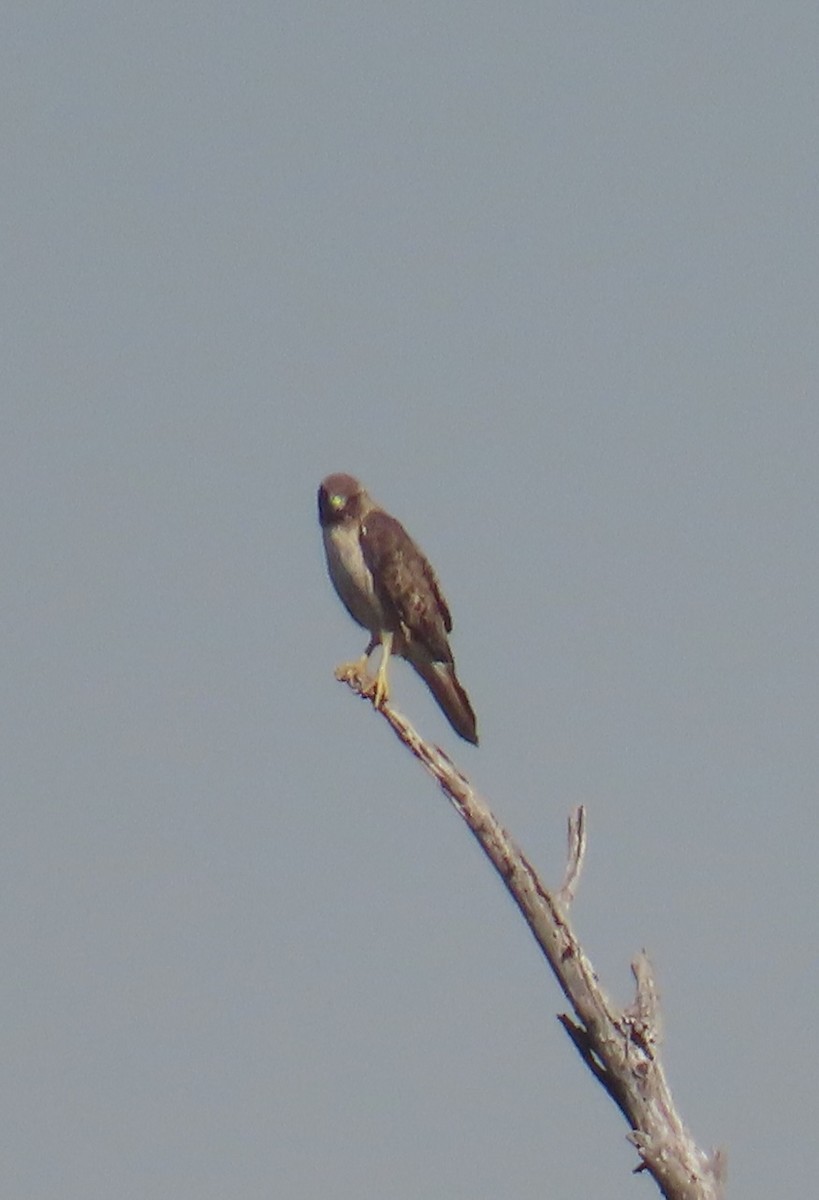Red-tailed Hawk - ML646620142