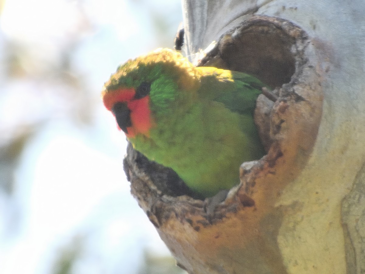Little Lorikeet - ML646620143