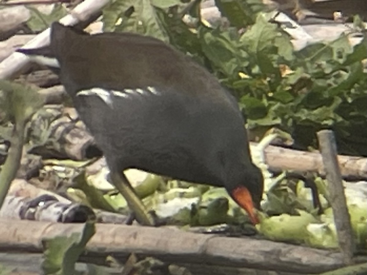 Amerikateichhuhn - ML646620144