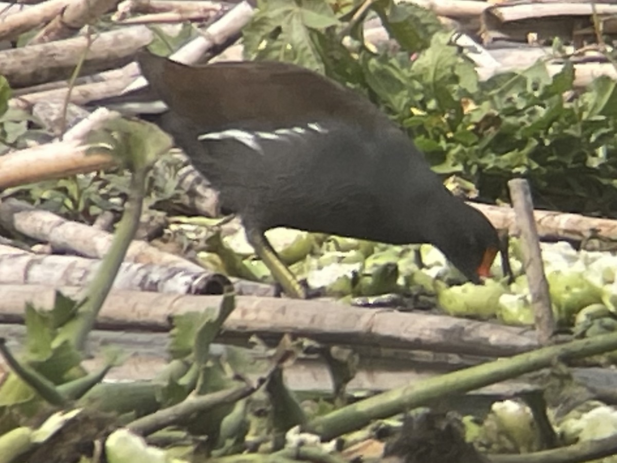 Amerikateichhuhn - ML646620145