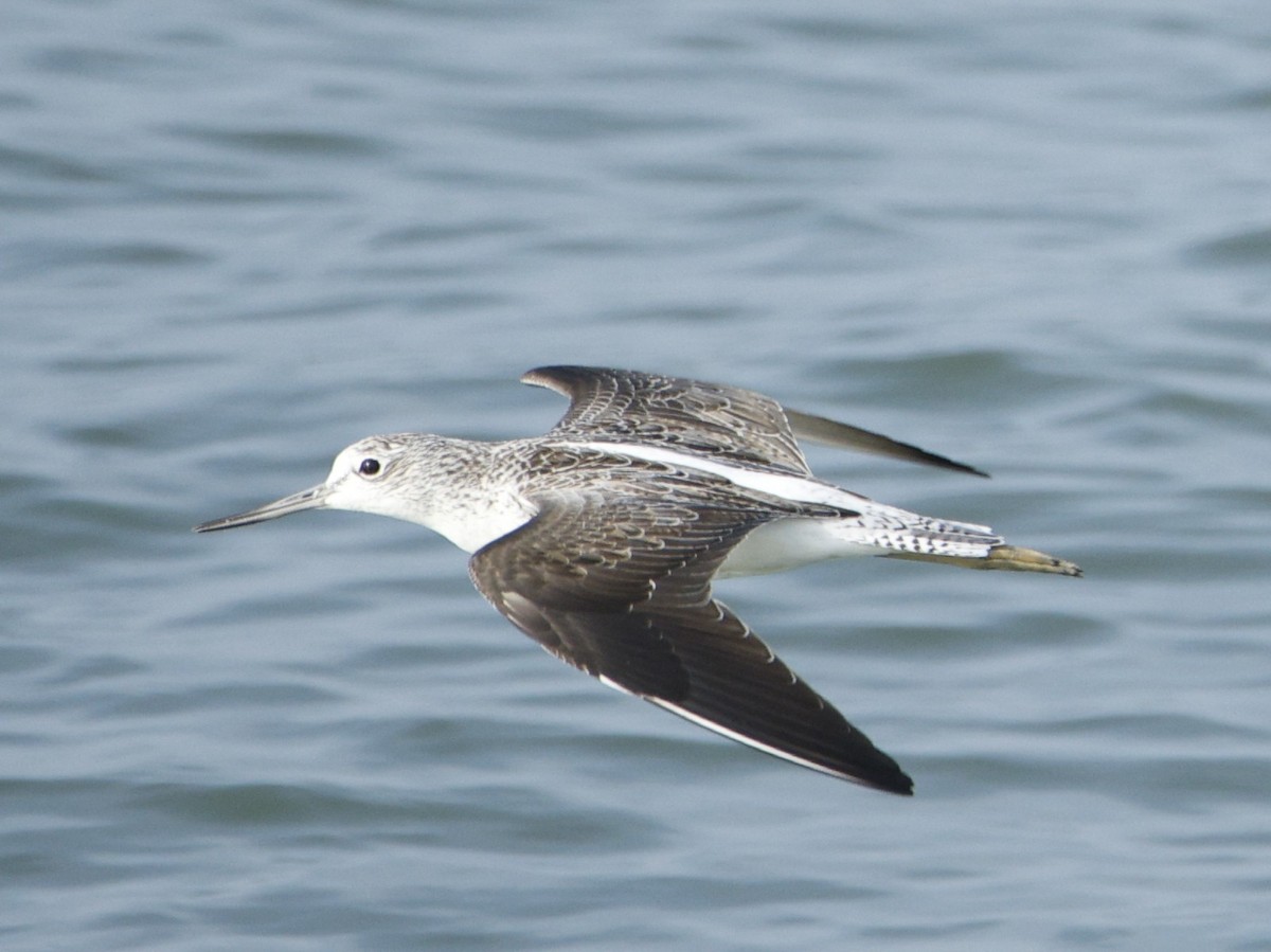 Common Greenshank - ML646620146