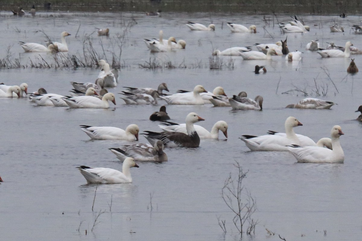 Oca delle nevi - ML646620147