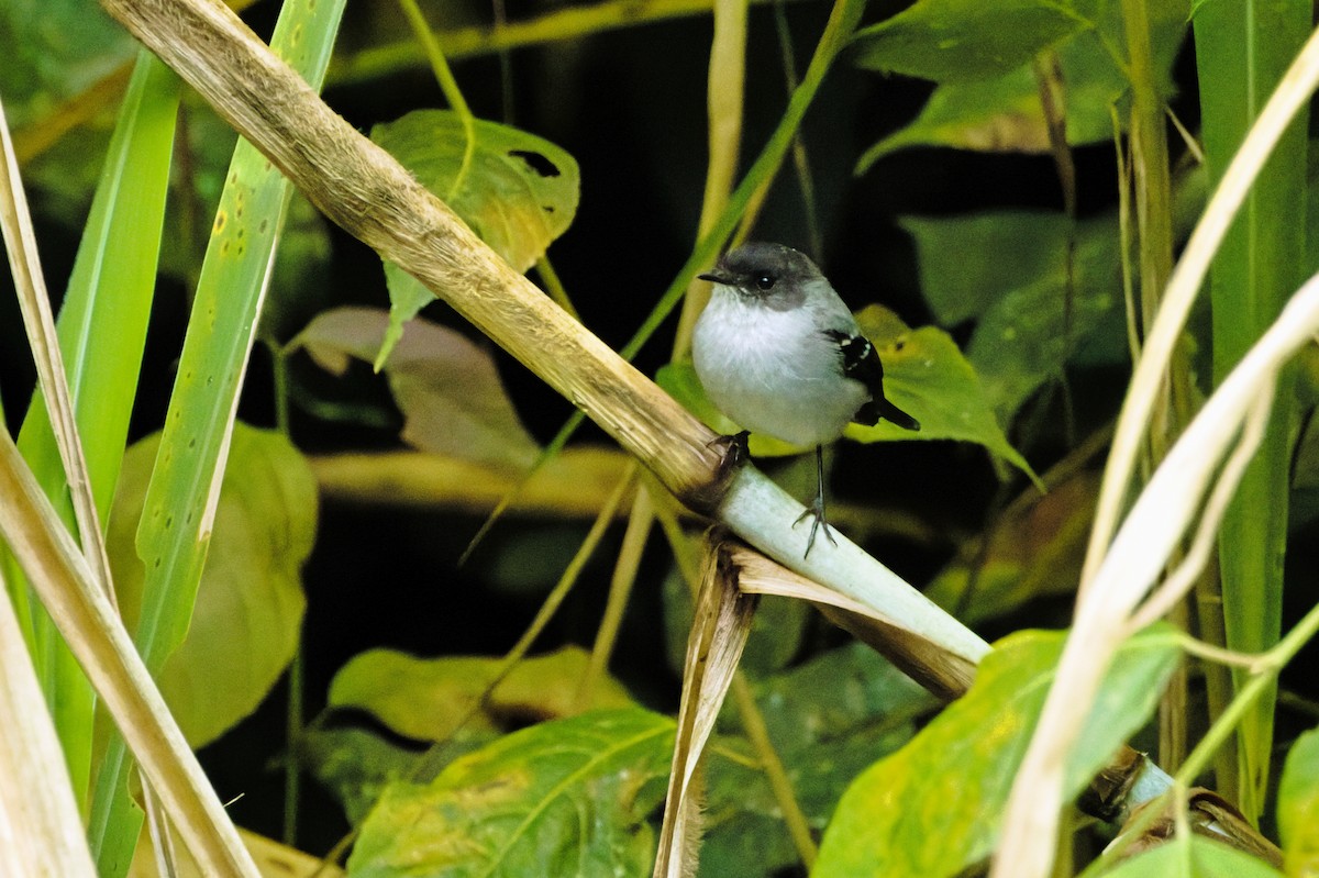 Torrent Tyrannulet - ML646620148
