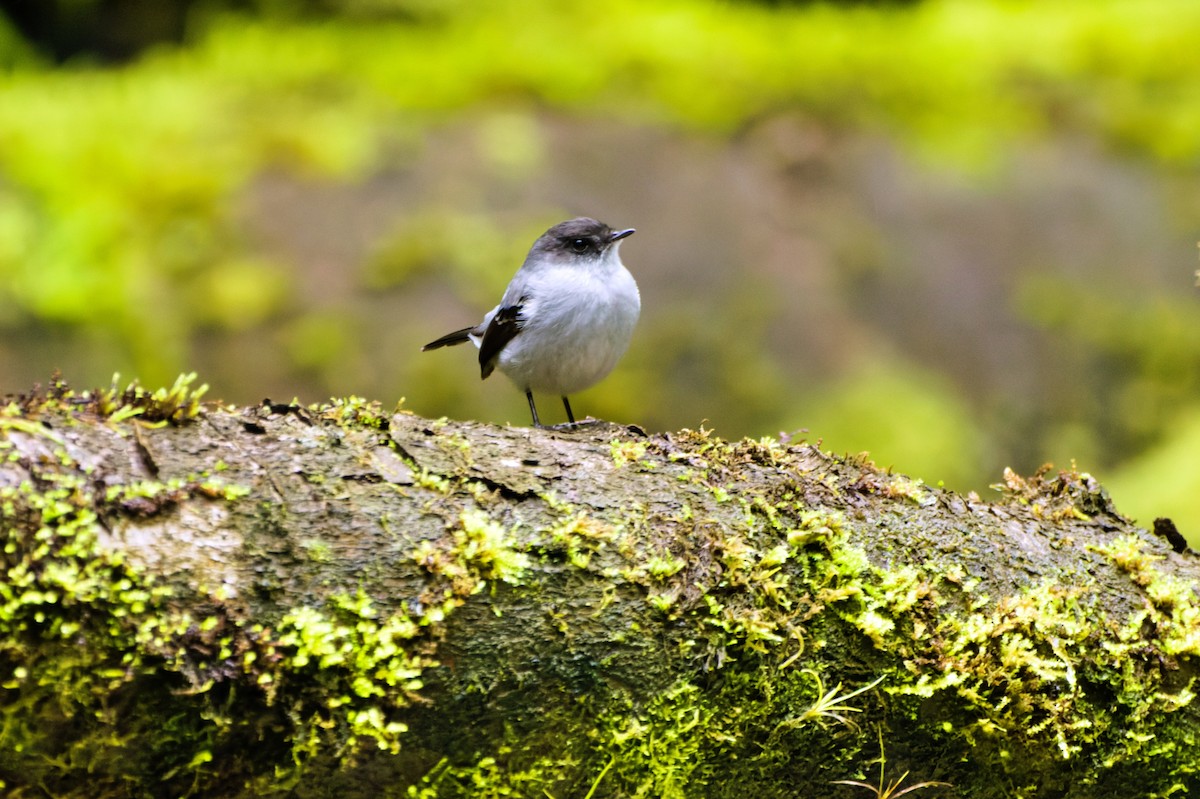 Torrent Tyrannulet - ML646620149
