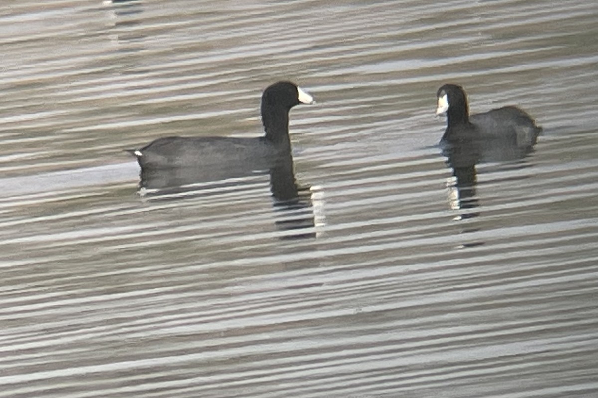 Indianerblässhuhn - ML646620150