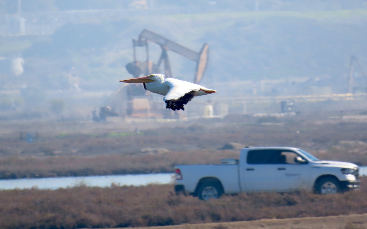 American White Pelican - ML646620151