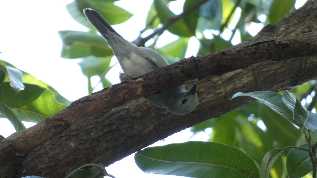 Blue-gray Tanager - ML646620152
