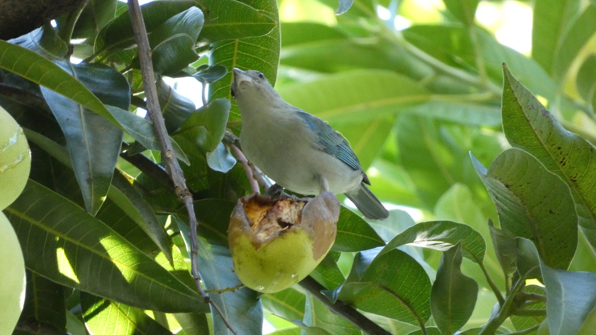 Blue-gray Tanager - ML646620153