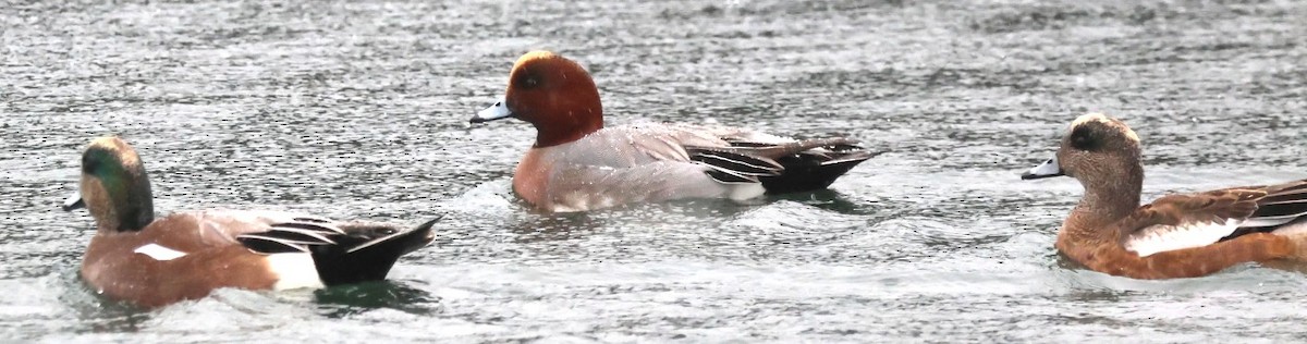 Eurasian Wigeon - ML646620154