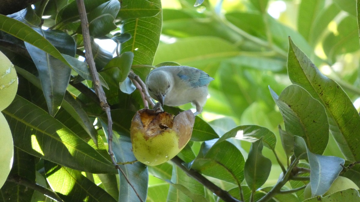 Blue-gray Tanager - ML646620155