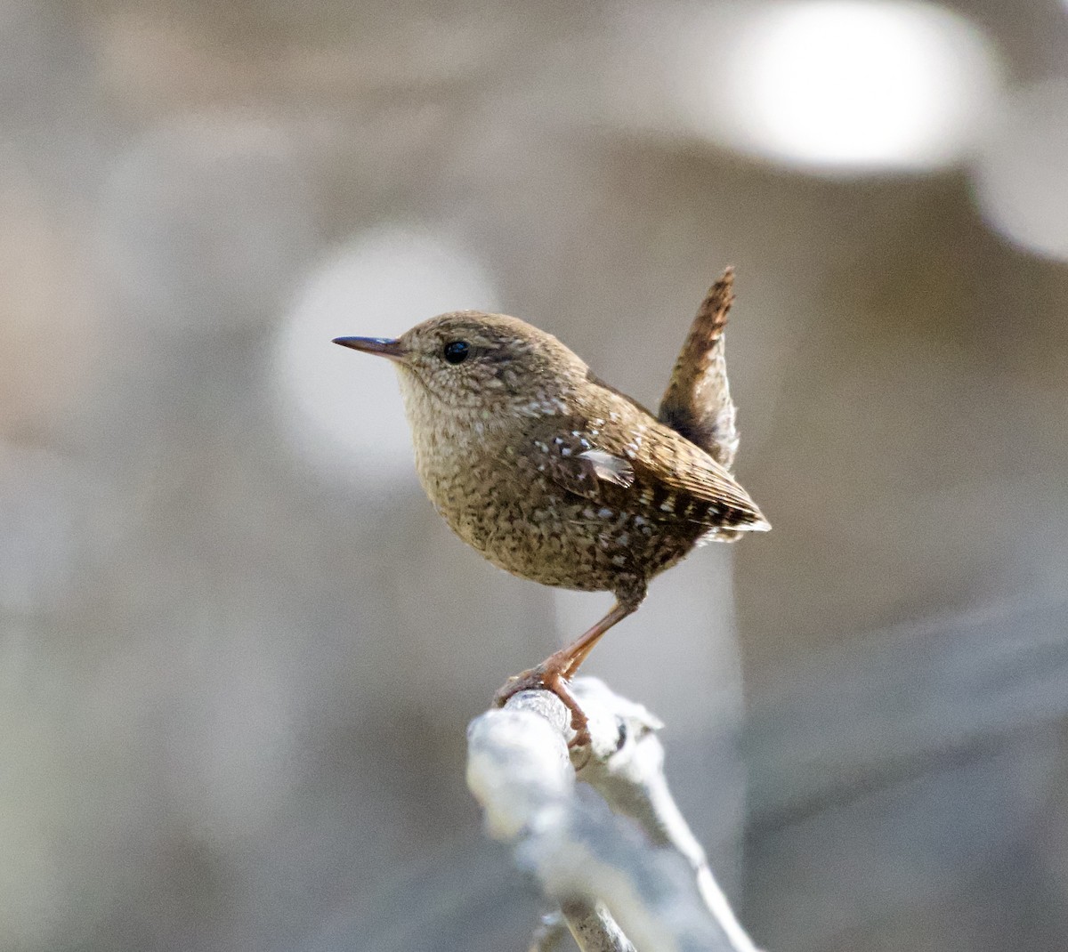 Winter Wren - ML646620157