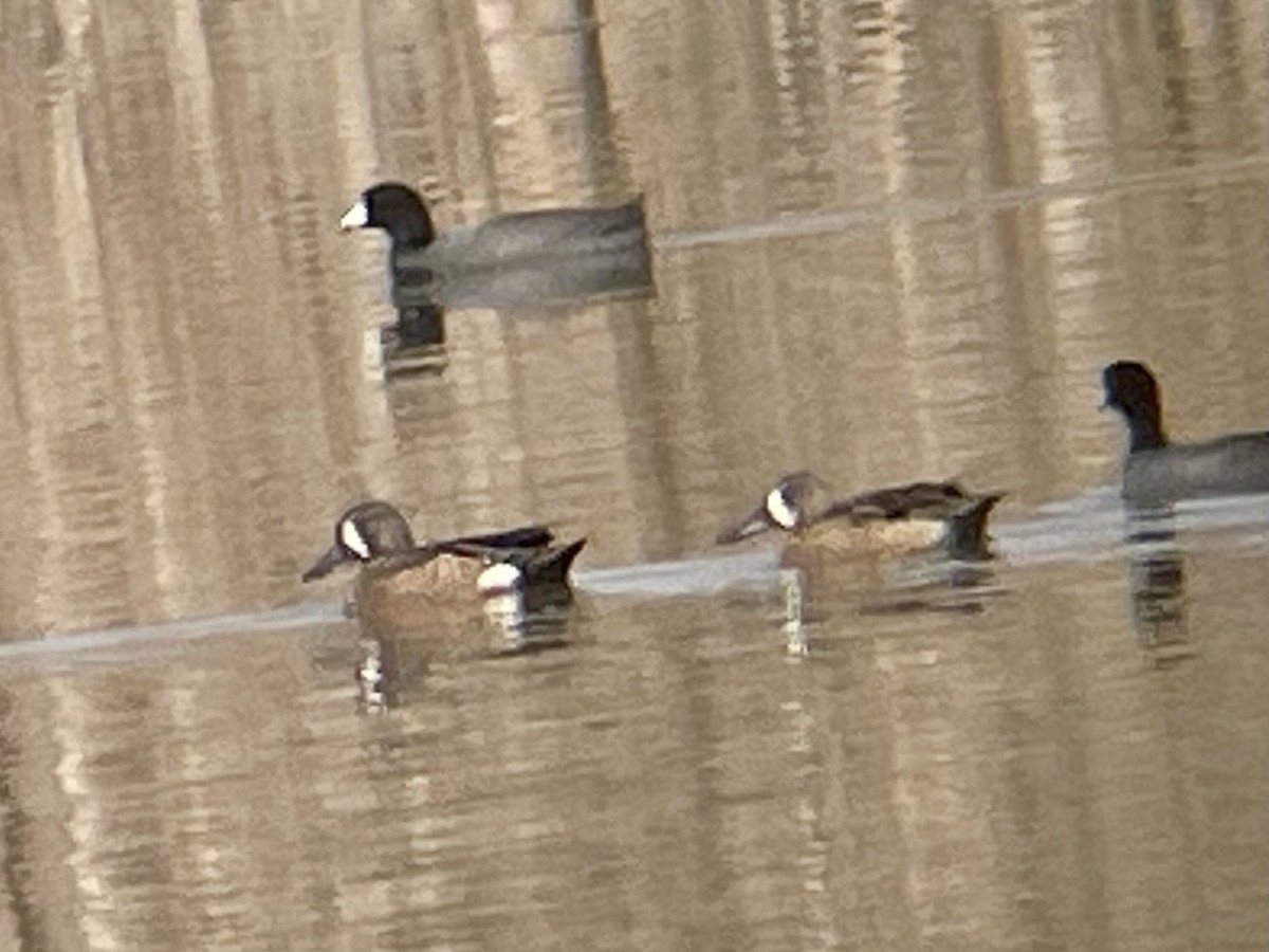 Blue-winged Teal - ML646620158