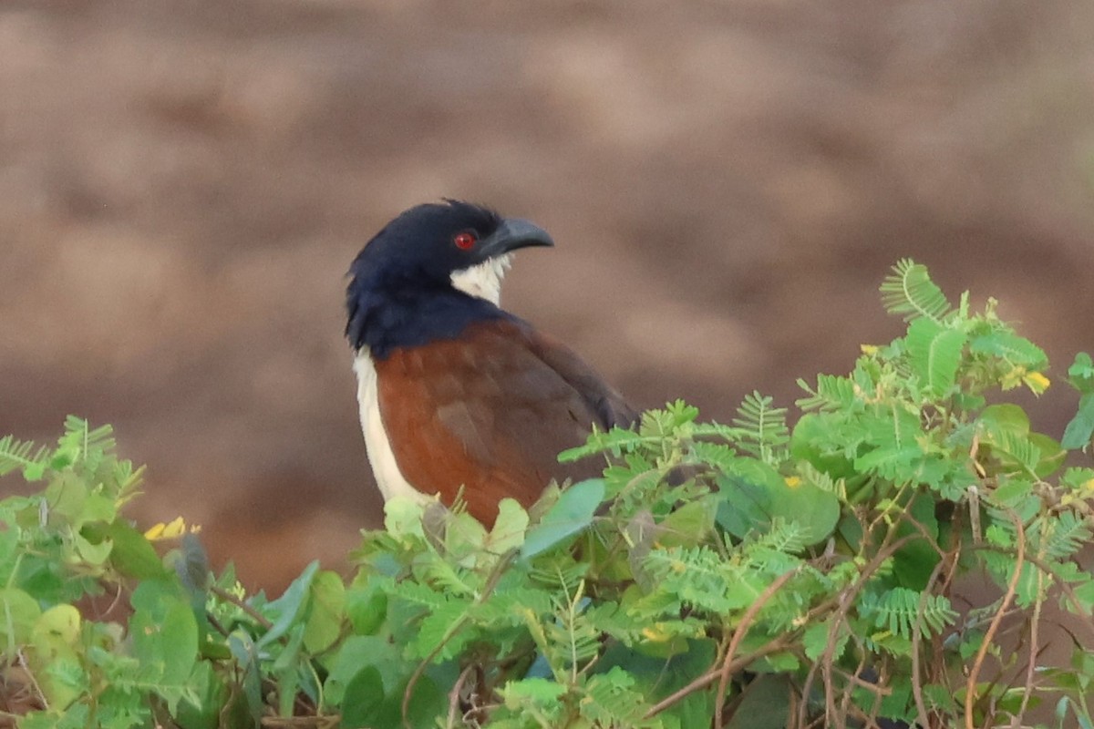 ズアオバンケン - ML646620159