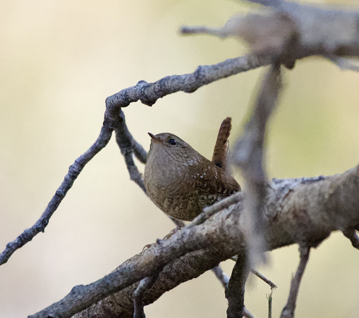 Winter Wren - ML646620160