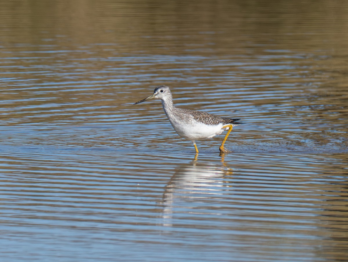 Greater Yellowlegs - ML646620161