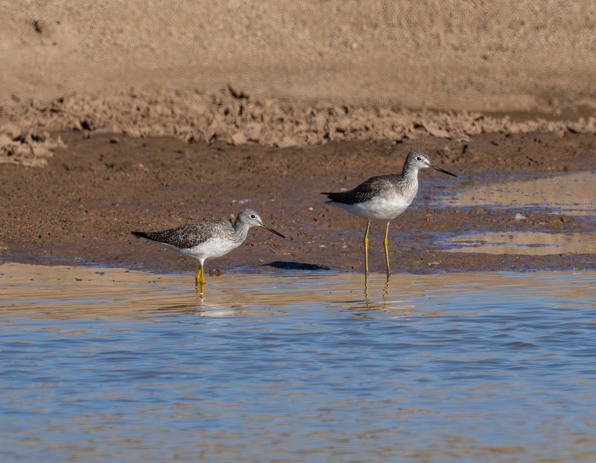 Greater Yellowlegs - ML646620162