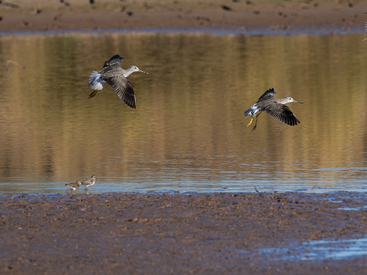 Greater Yellowlegs - ML646620163