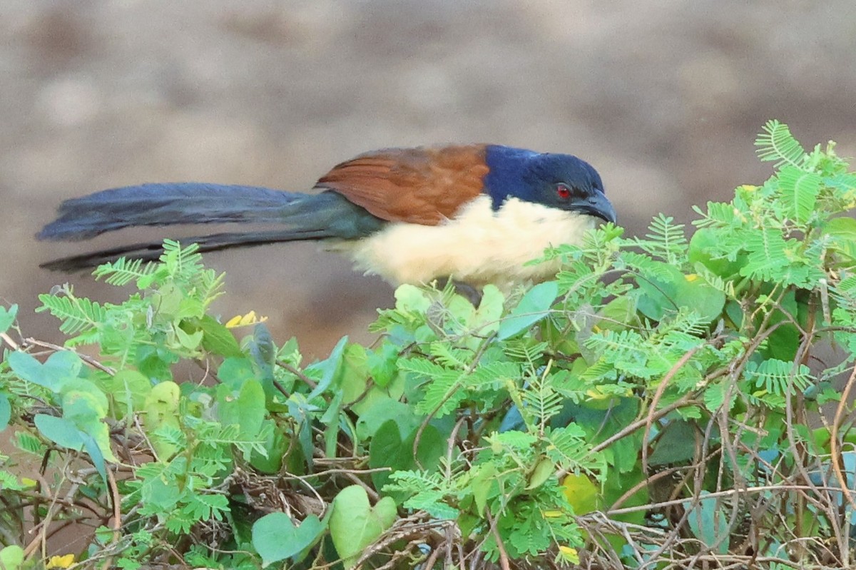 ズアオバンケン - ML646620164